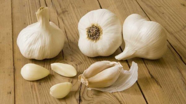 Garlic
